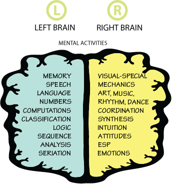 Left and Right Brain